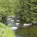 Fliegenfischen in Österreich