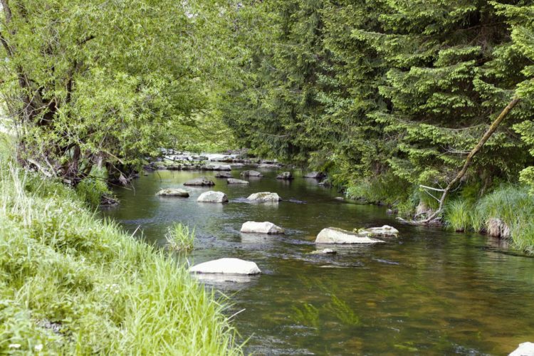 Fliegenfischen in Österreich
