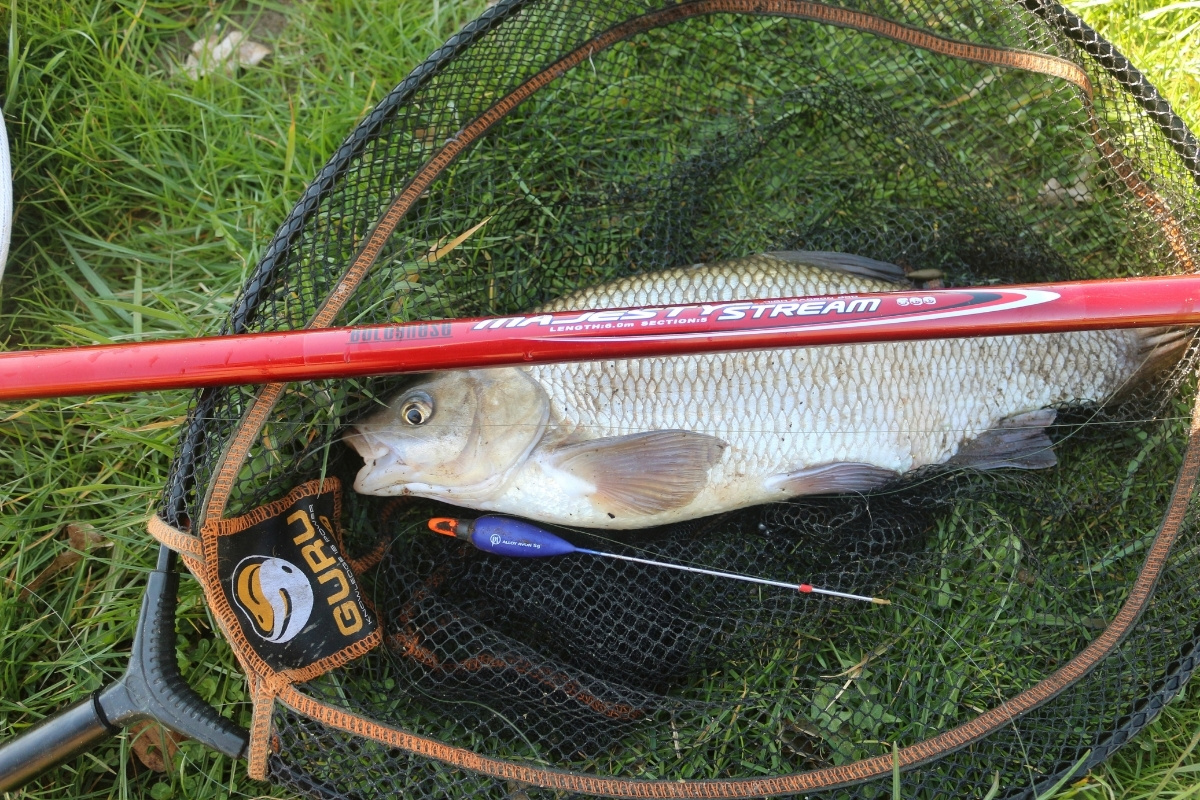 Aland im Kescher, mit Bolo-Rute gefangen