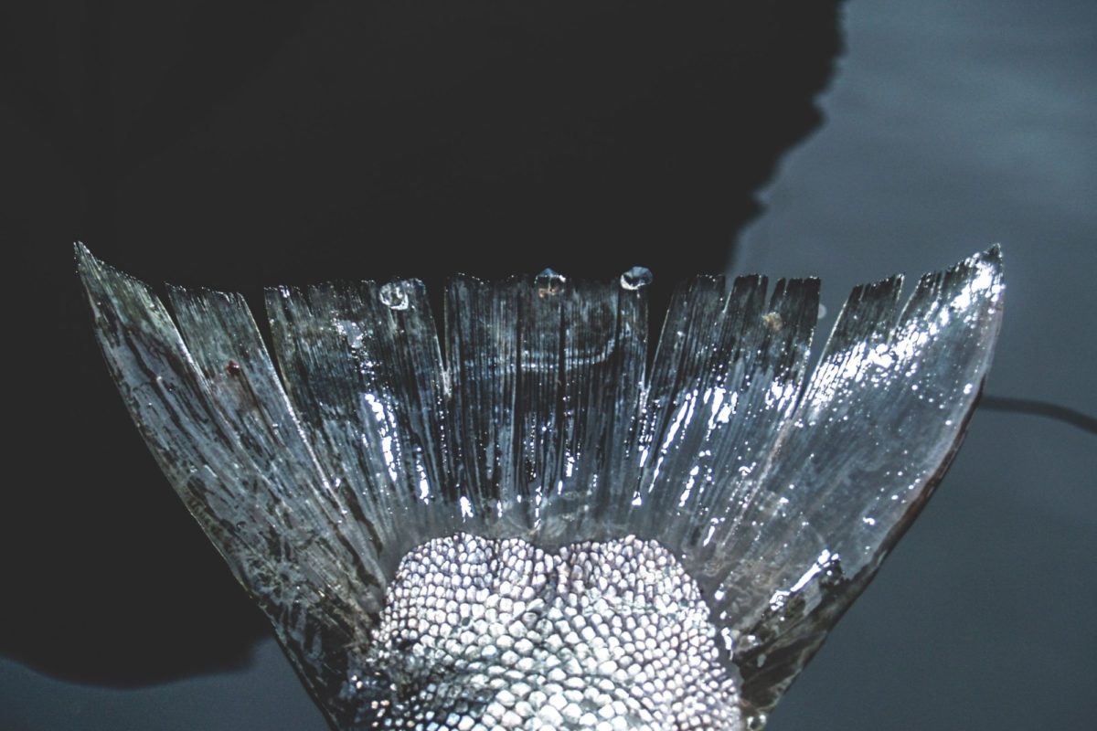 Meerforelle Fliegenfischen