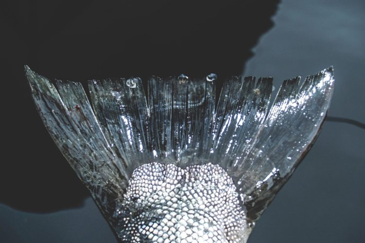 Meerforelle Fliegenfischen