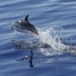 Mehr Schutz für Delfine