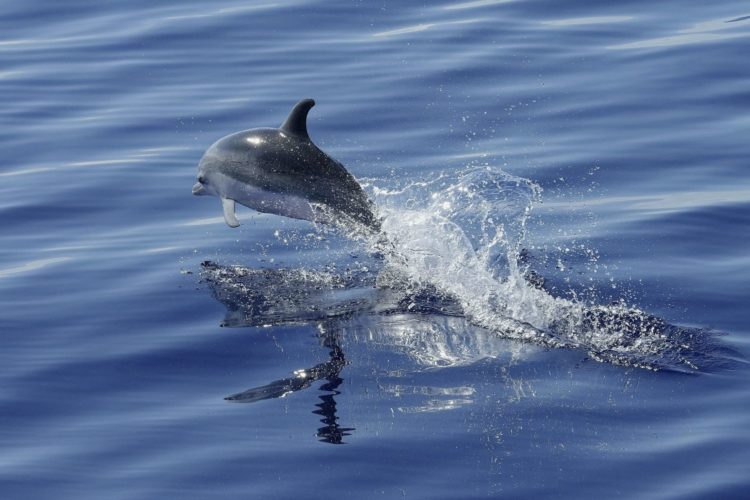 Mehr Schutz für Delfine