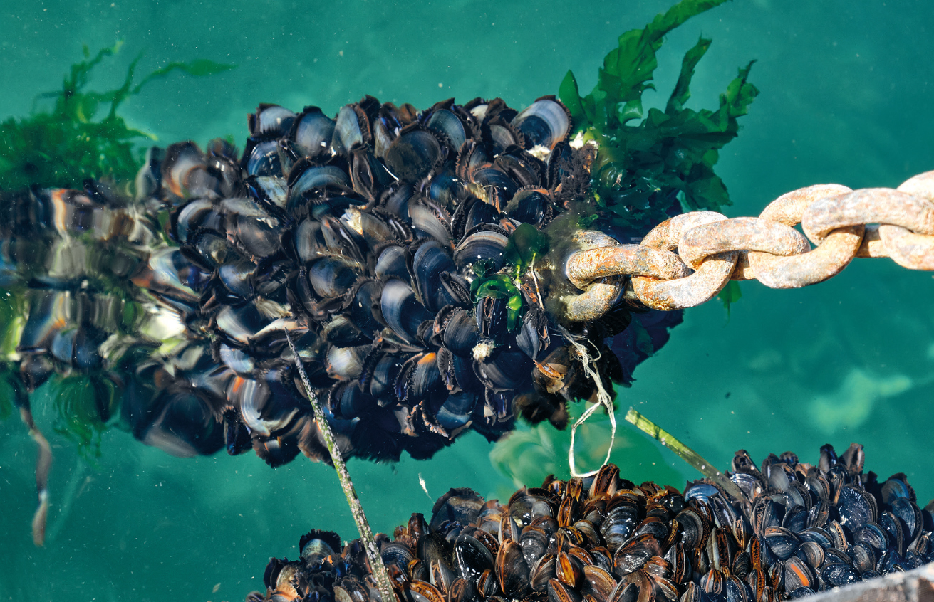 Miesmuscheln