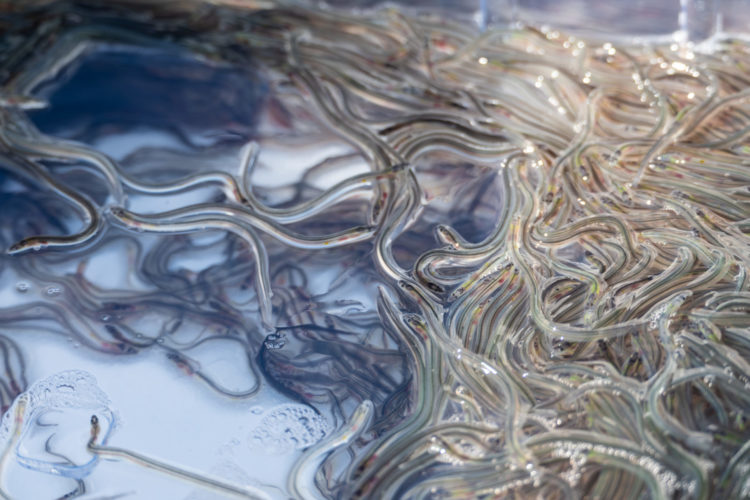 Glasaale für den Aalbesatz in Brandenburg