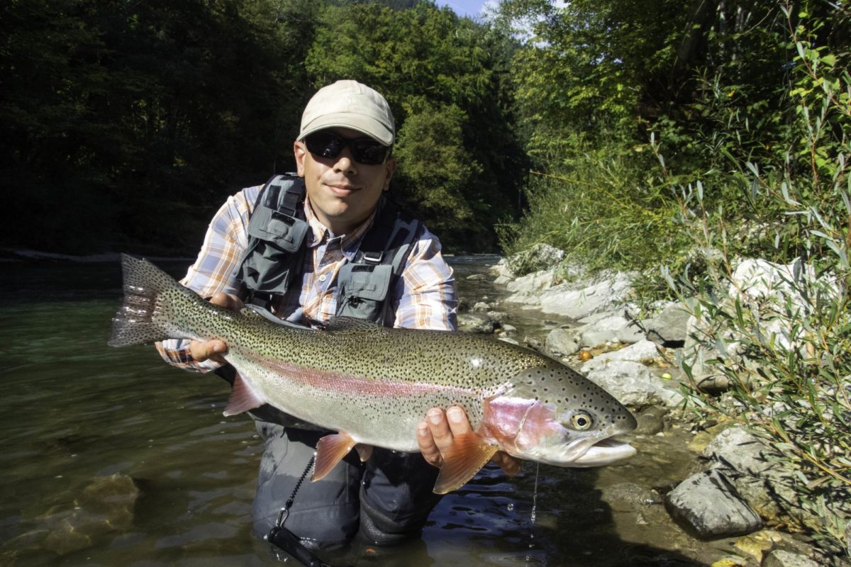 Regenbogenforelle Vorfach Fliegenfischen