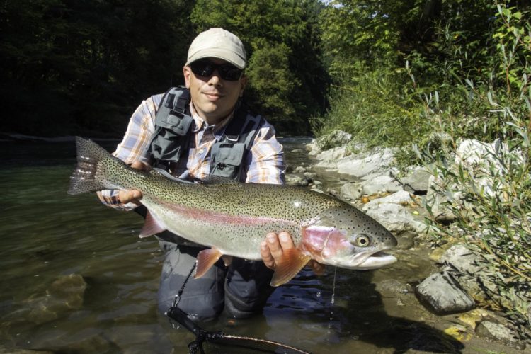Regenbogenforelle Vorfach Fliegenfischen
