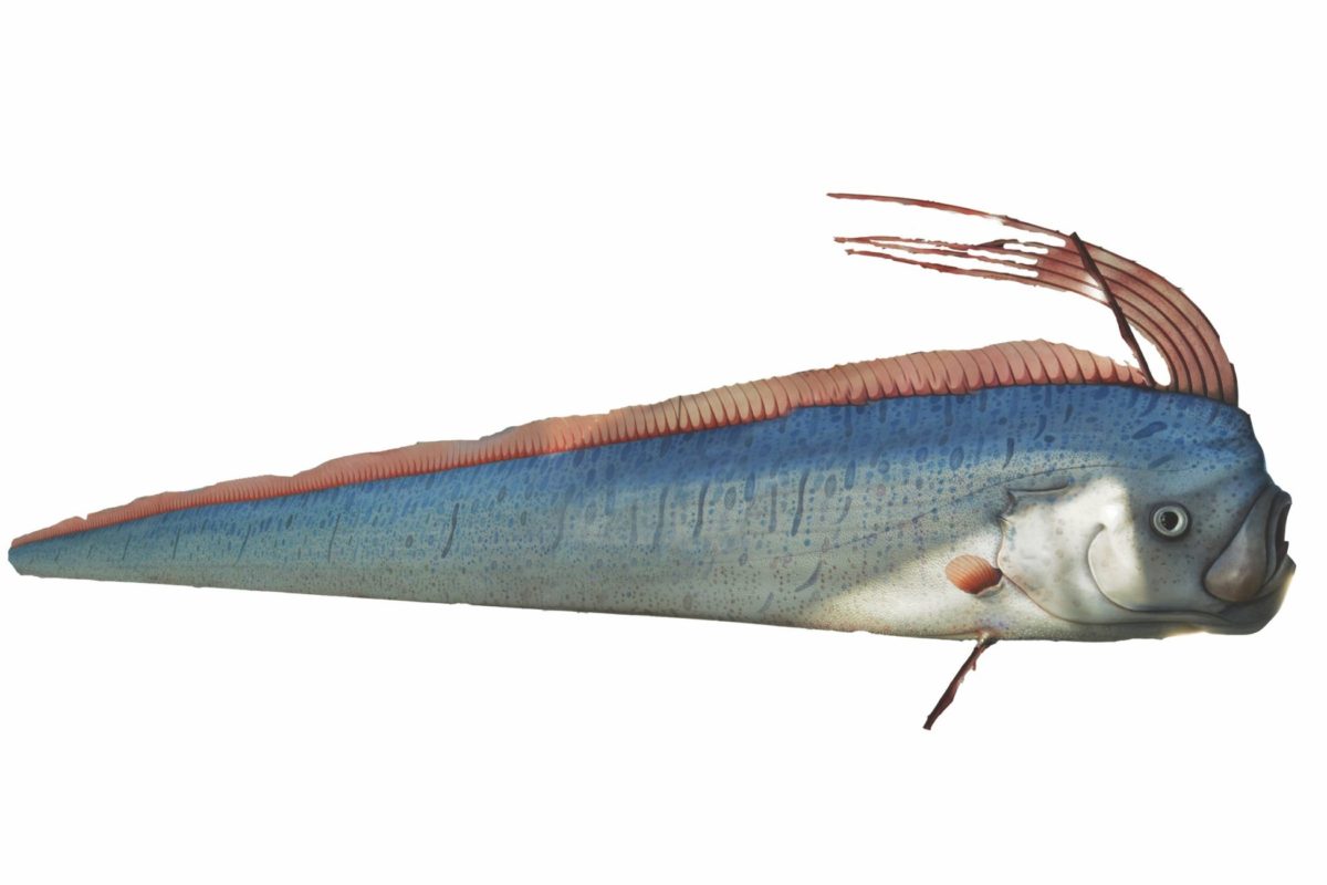 Riemenfisch Weltuntergangsfisch