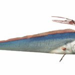 Riemenfisch Weltuntergangsfisch