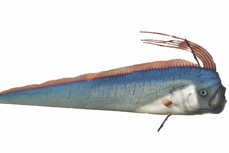 Riemenfisch Weltuntergangsfisch