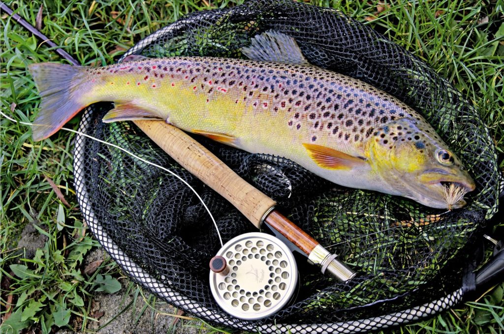 Murgforellen wachsen gut ab und sind im mittleren Bereich durch die Unwegsamkeit des Murgtals gut vor Zugriffen geschützt.