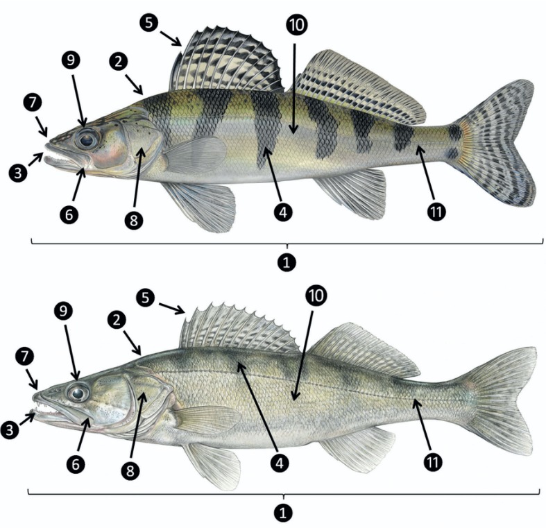 Wolgazander vs. Zander – Merkmale im Überblick