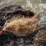 Plattfisch am Vorfach