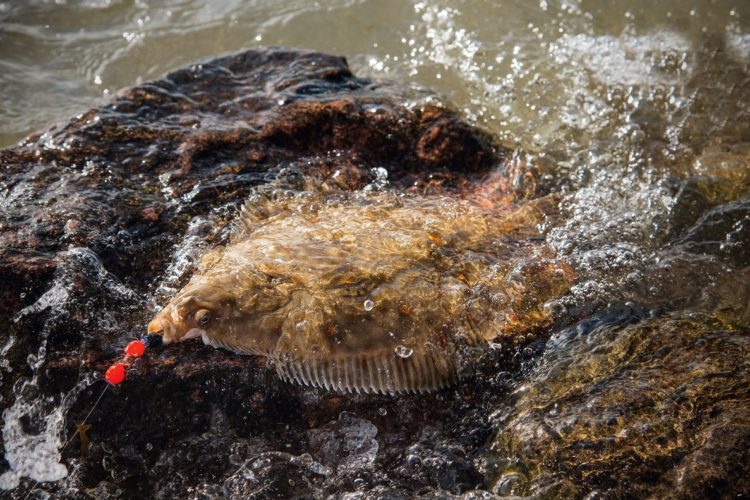 Plattfisch am Vorfach