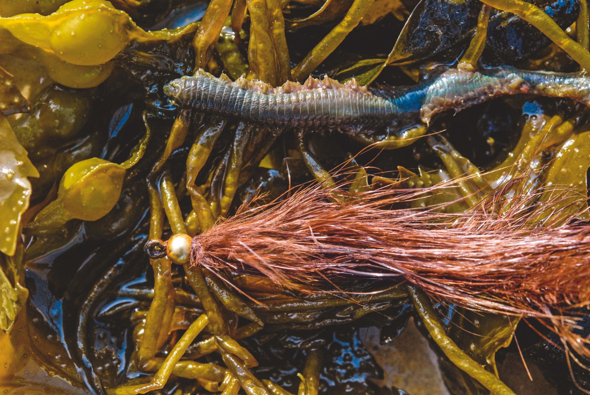 Seerigenwurm Fliegenfischen