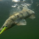 Wolgazander am Gummifisch im Drill