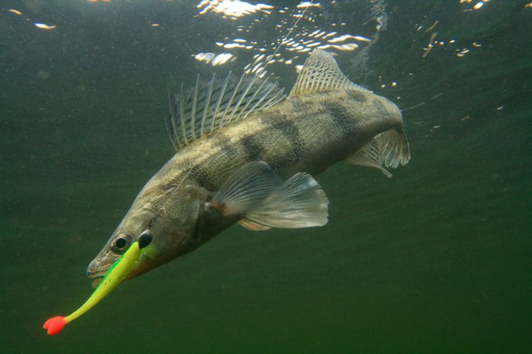 Wolgazander am Gummifisch im Drill