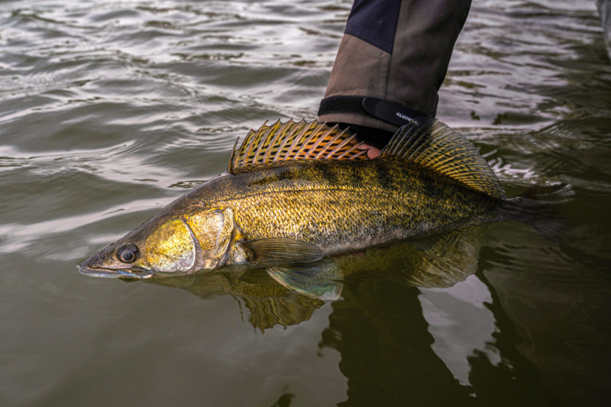 Zander wird zurückgesetzt