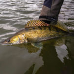 Zander wird zurückgesetzt