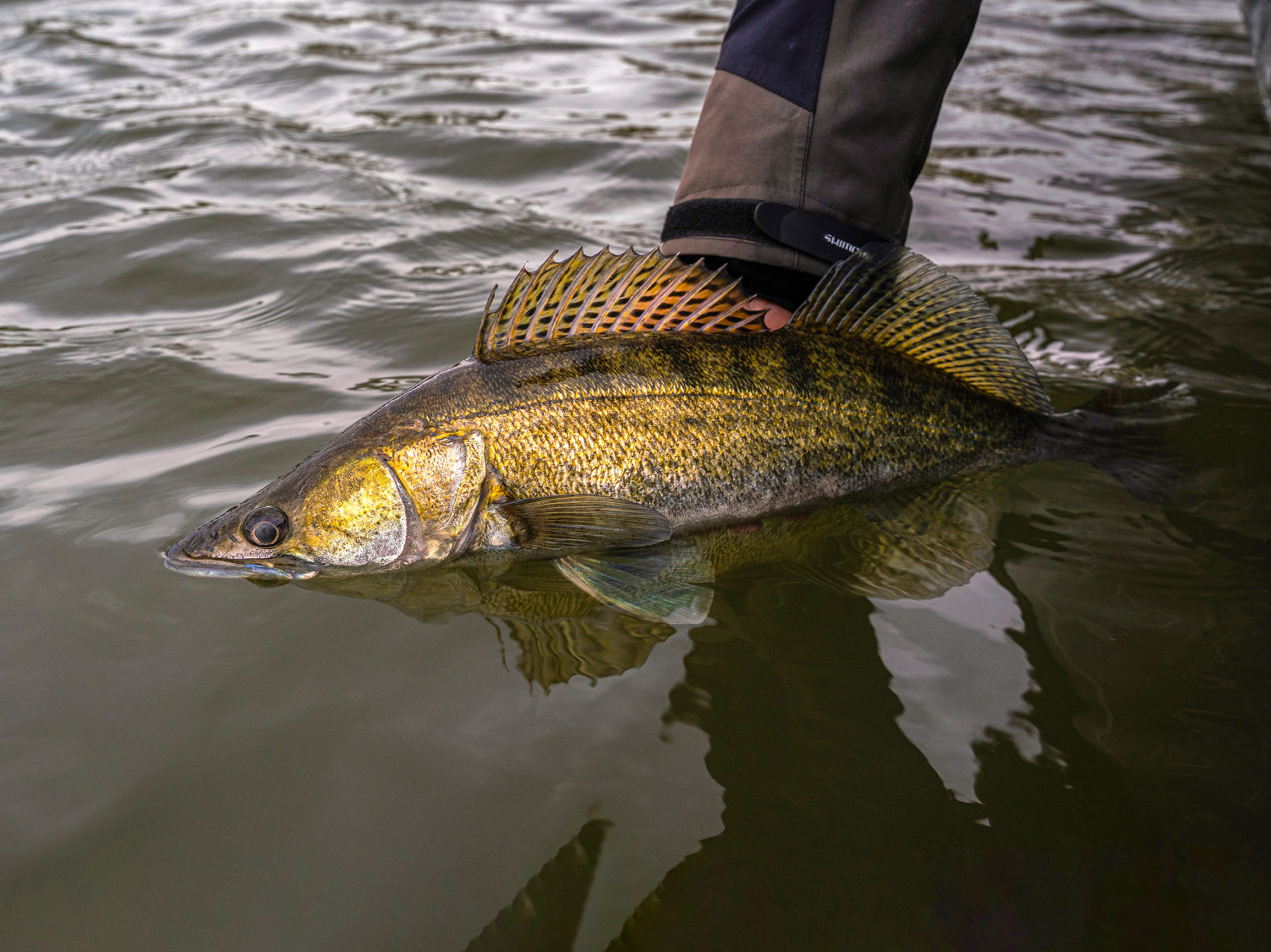 Niederlande: Gezieltes Zanderangeln in der Schonzeit verboten - BLINKER