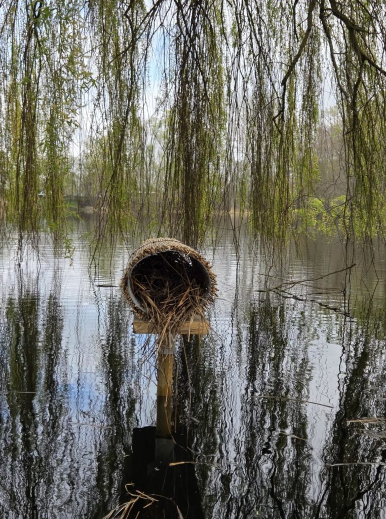 Nisthilfe für Enten