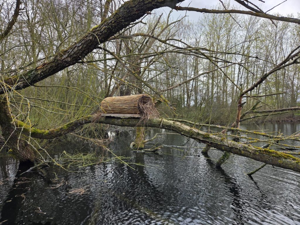 Montage der Nistkästen auf einem Baumstamm