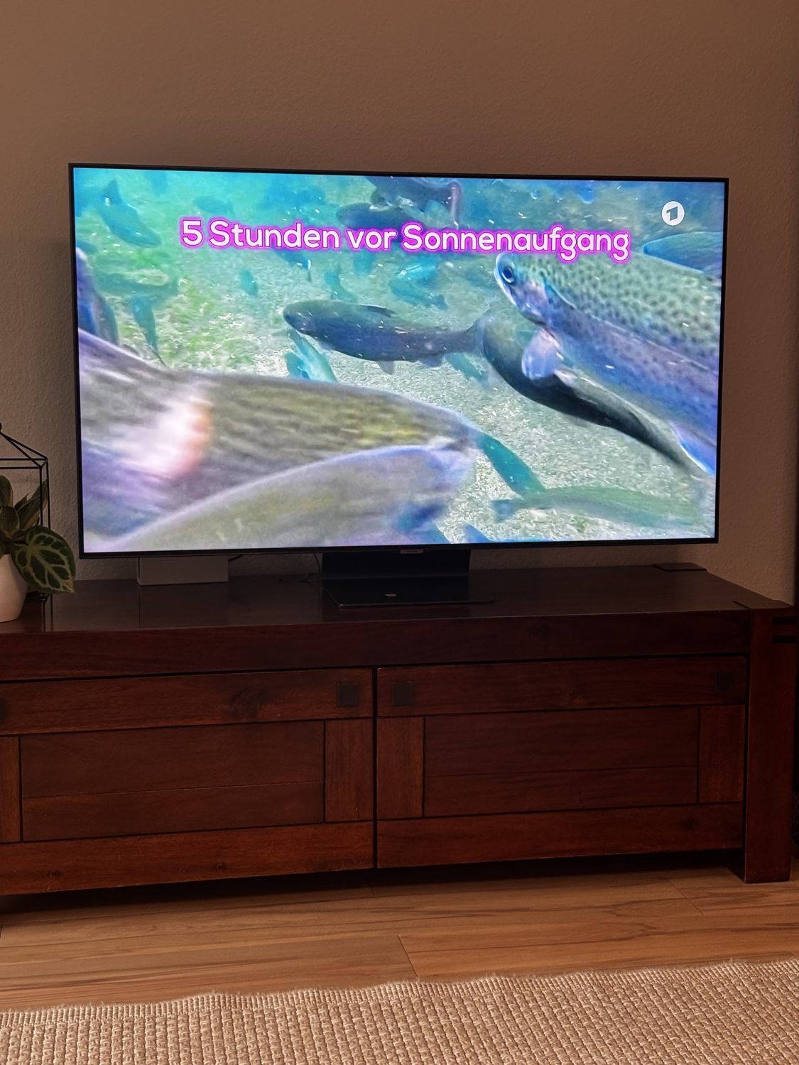 Forellen frühaufsteher