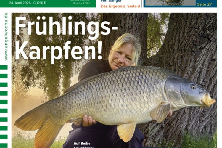 Cover der AngelWoche 10/2026: Frühlingskarpfen!