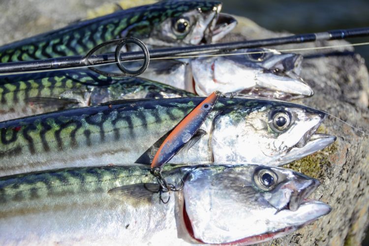 Baglimit für Makrelen