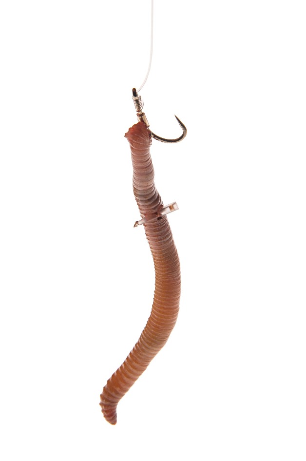 Wurm am Haar