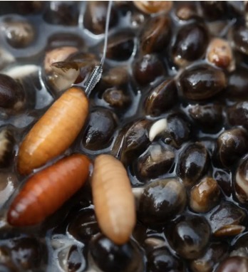 Hanf und Caster sind auf Rotaugen kaum zu schlagen.