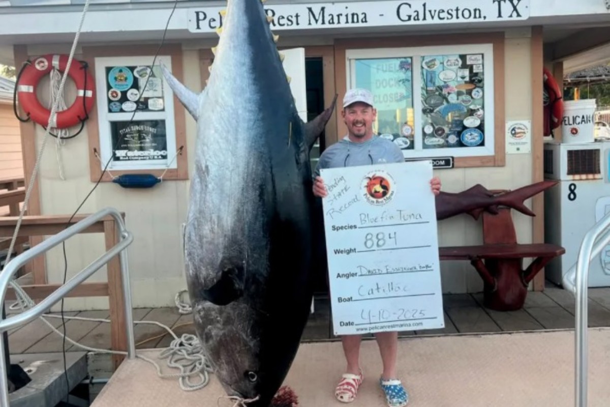 Riesen-Thunfisch, Texas