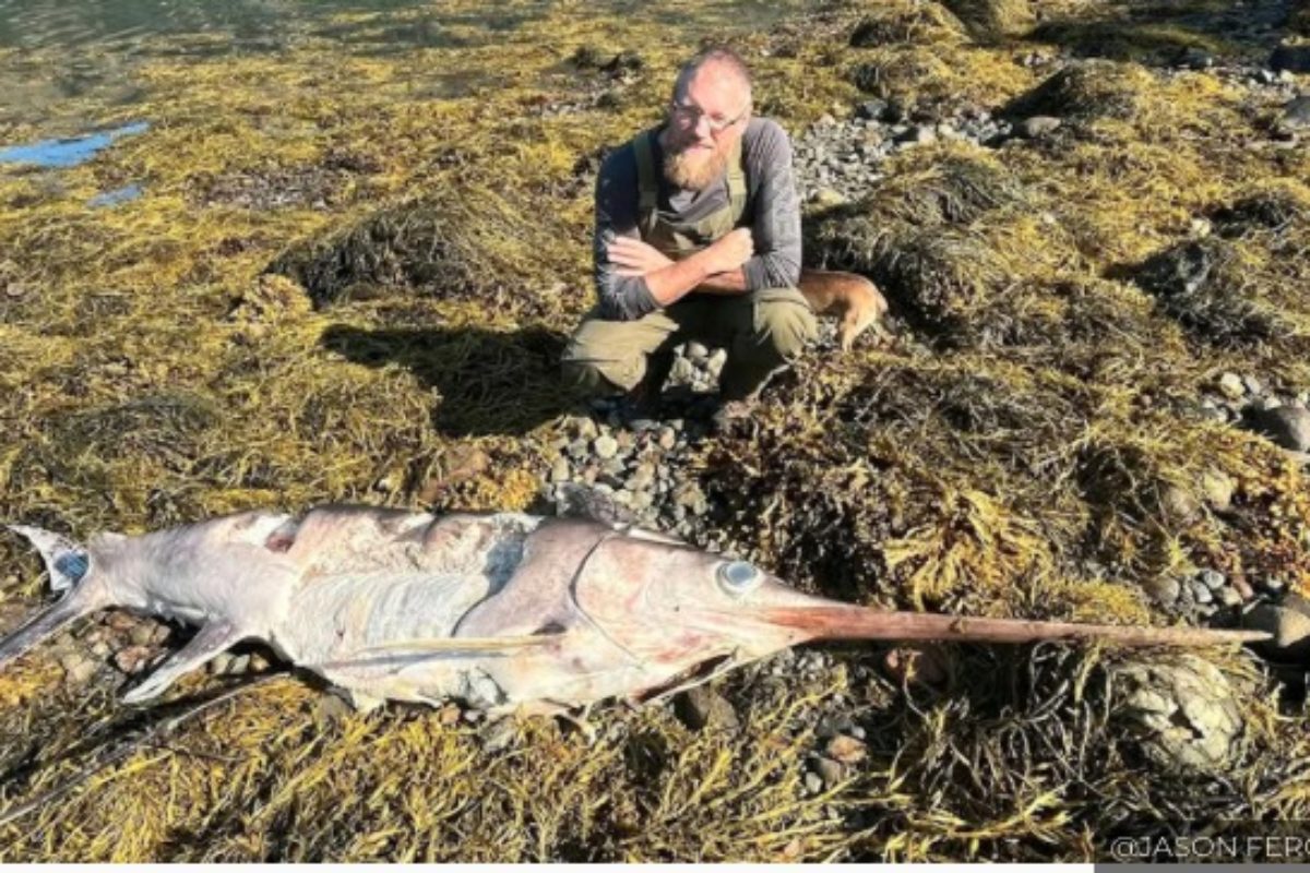 Schwertischfund am Loch Fyne