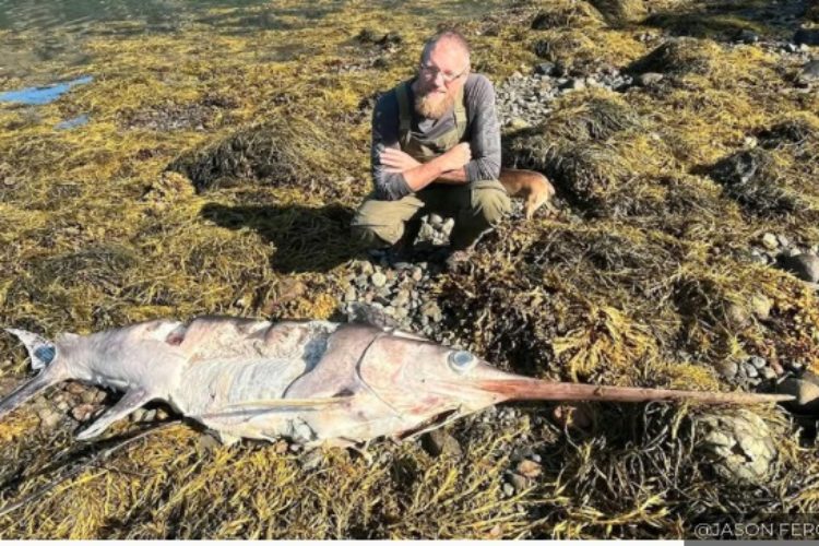 Schwertischfund am Loch Fyne