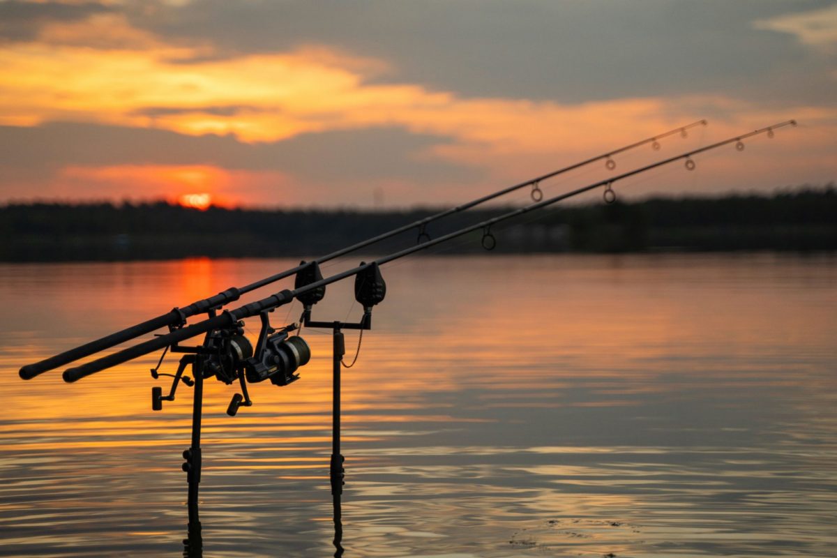 Sunset Rod Carp
