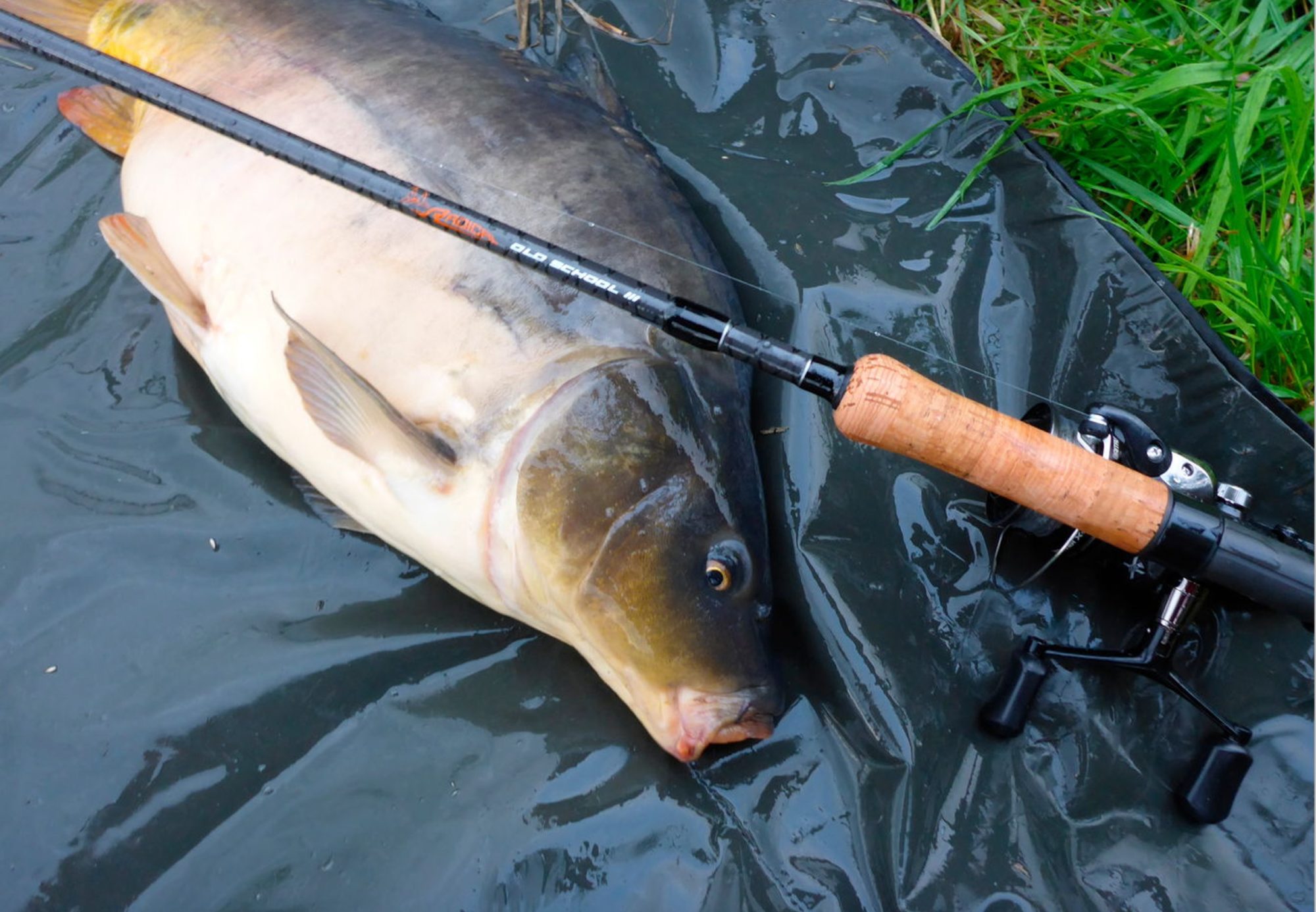 Korkgriff Karpfenrute