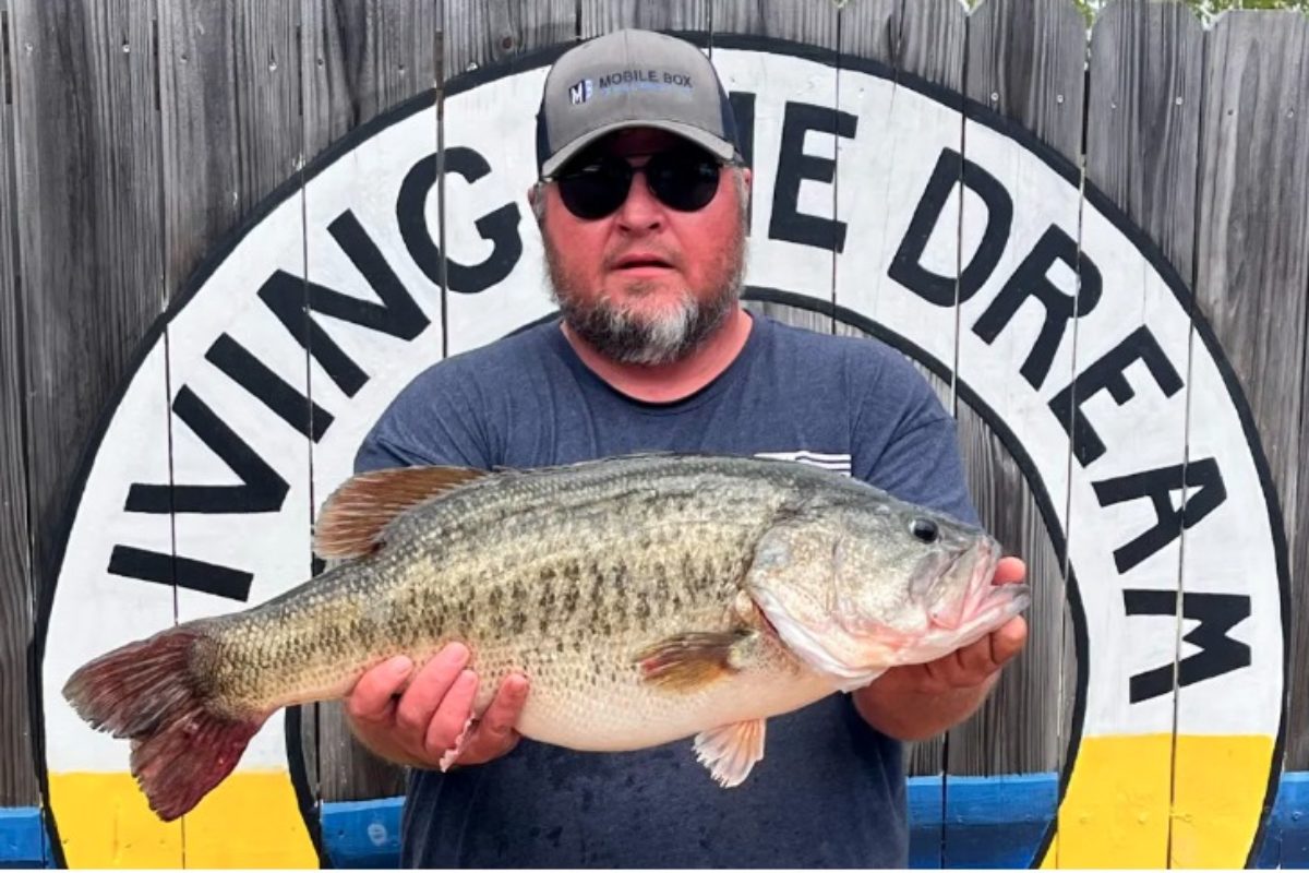 Schwarzbarsch, Angelbetrüger