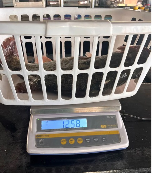 Stein des Anstoßes ist dieser 12-pfündige Schwarzbarsch.