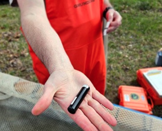 Sender, Fischmonitoring