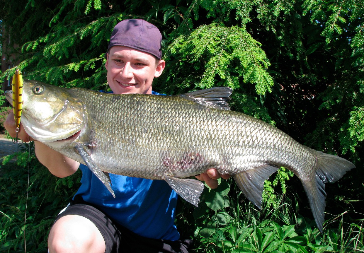 Rapfen mit Stickbait