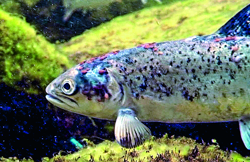 Meerforelle mit Lachslausbefall