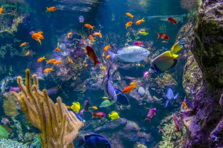 Wie viele Fischarten gibt es? Buntes Treiben unter Wasser am Riff