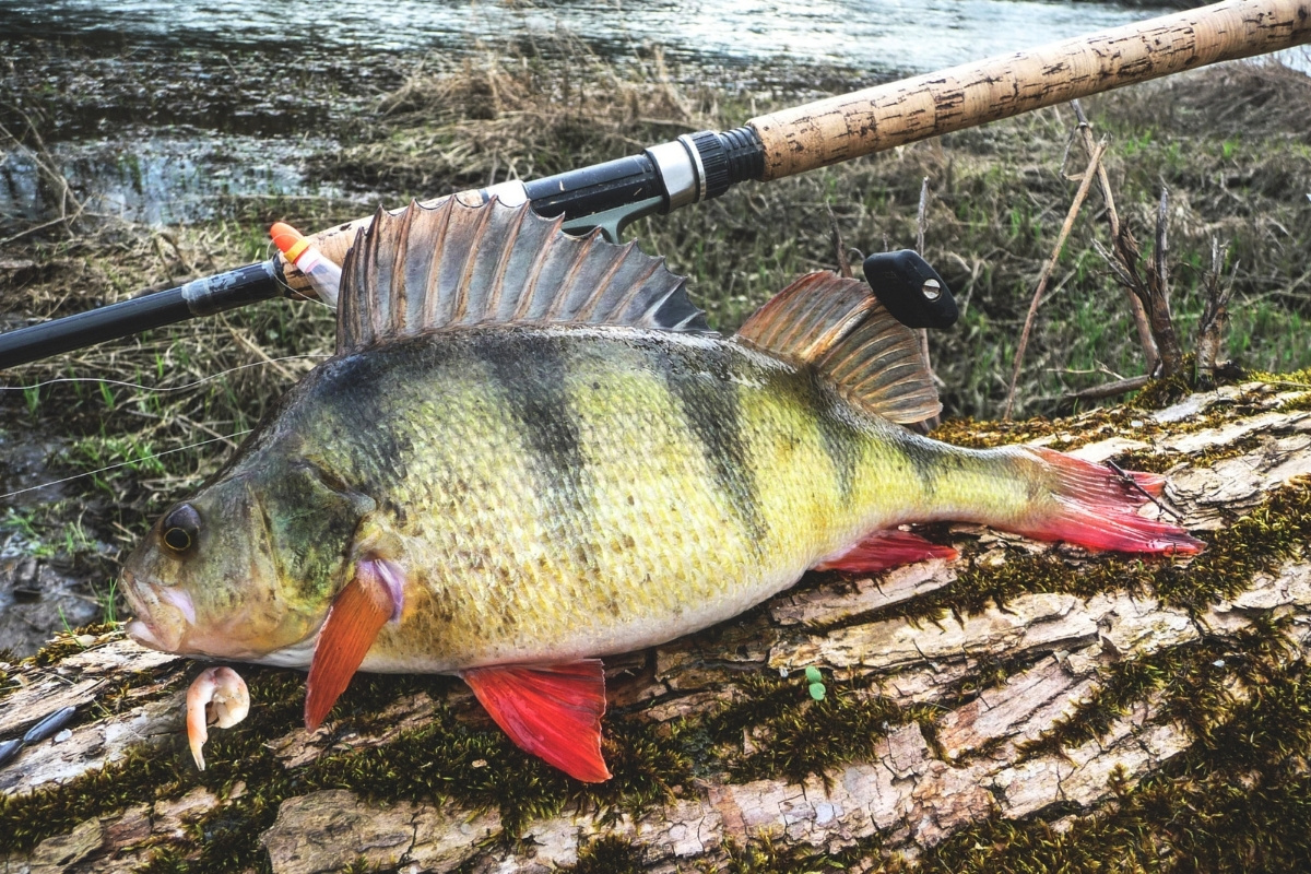 Flussbarsch auf Garnele gefangen