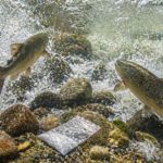Lachs Kokain