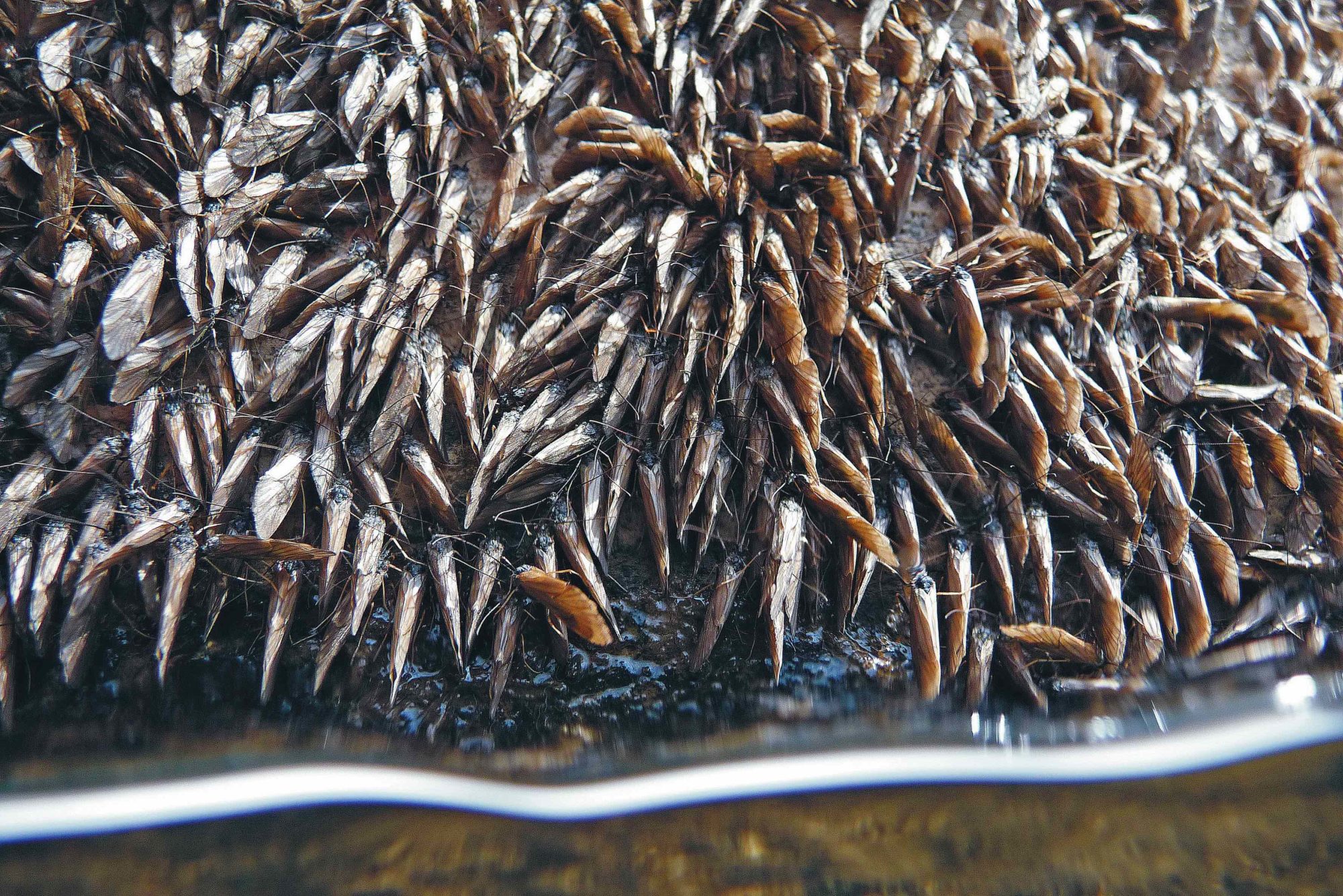 Massenschlupf Fliegen