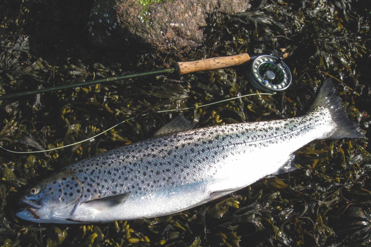 Meerforelle Seeringelwurm