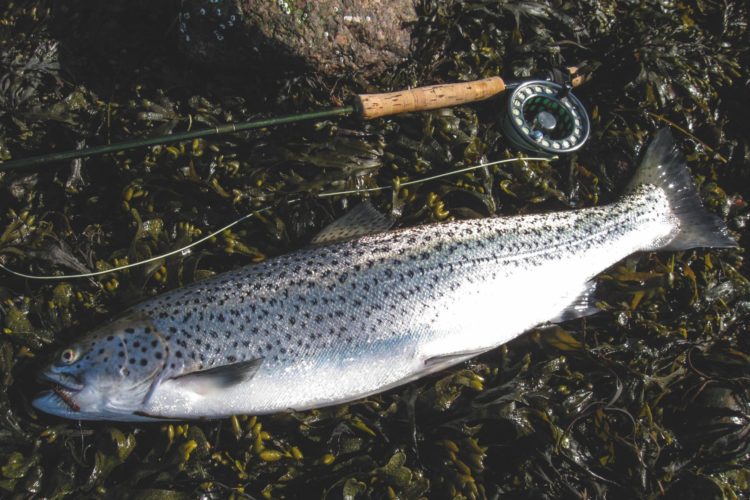 Meerforelle Seeringelwurm