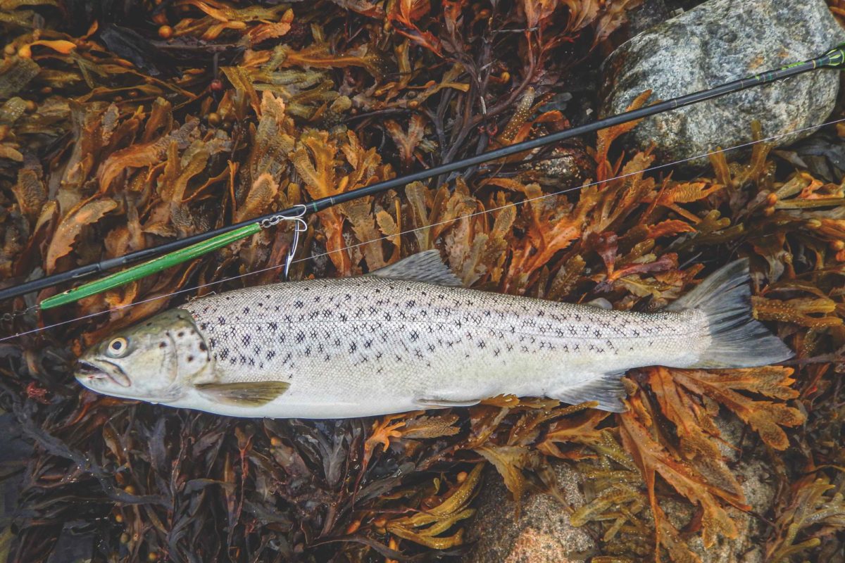 Meerforellen Gemüse Rezept