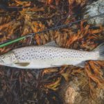 Meerforellen Gemüse Rezept