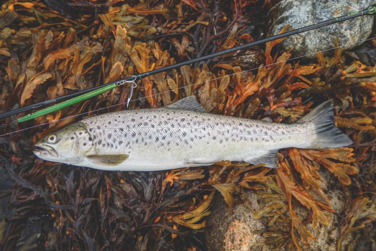 Meerforellen Gemüse Rezept